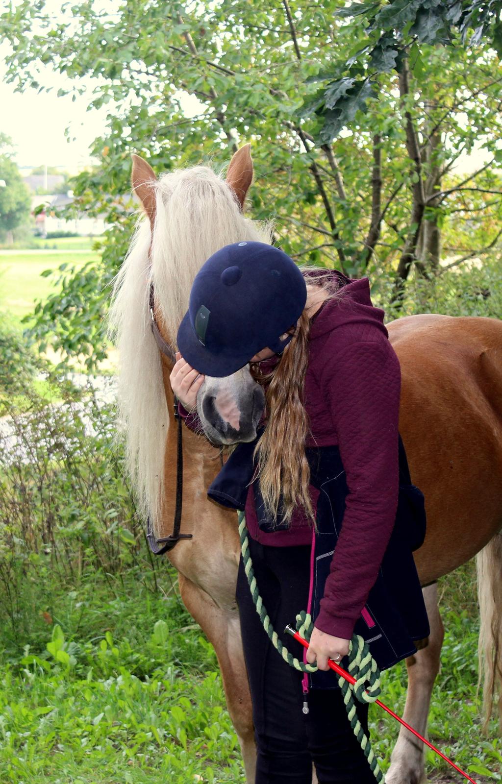 Haflinger Mille;-* billede 1