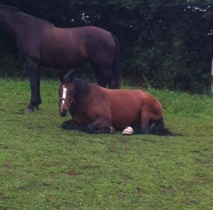 Oldenborg Passadena avenue billede 13