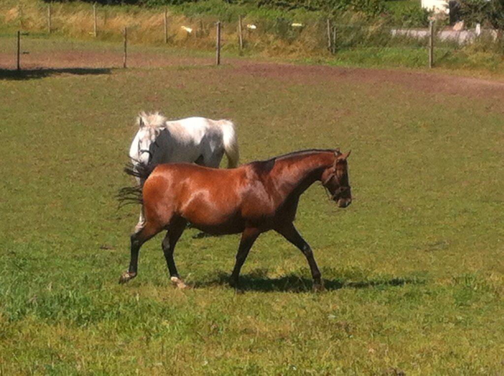 Oldenborg Passadena avenue billede 14