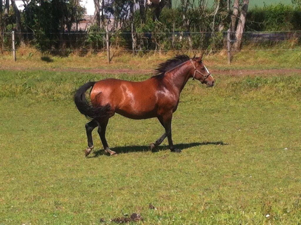 Oldenborg Passadena avenue billede 16