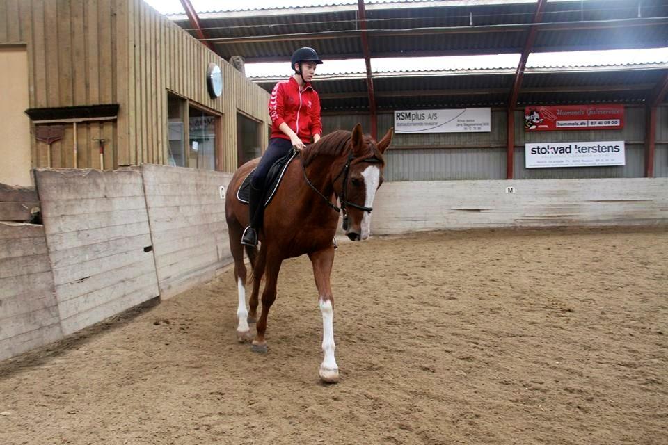 Hollandsk Varmblod Persija - Dressur tidligt forår 2014 :) billede 2