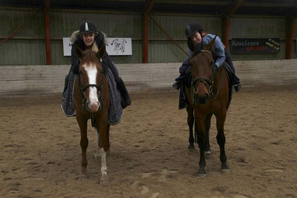 Hollandsk Varmblod Persija - Sammen med vores allerbedste venner <3 Min bedste veninde Ronja og hendes part, Persijas bedste ven Quattro <3 Partners in crime! billede 4