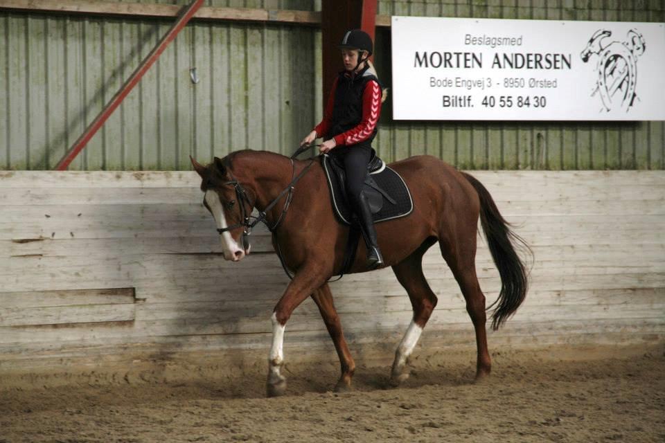 Hollandsk Varmblod Persija - Dressur foråret 2014 <3 billede 7