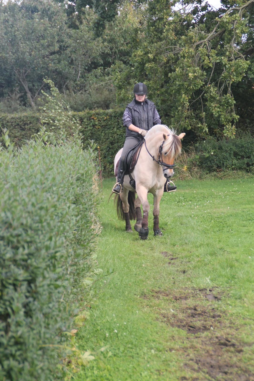 Fjordhest Baungaards odin billede 14