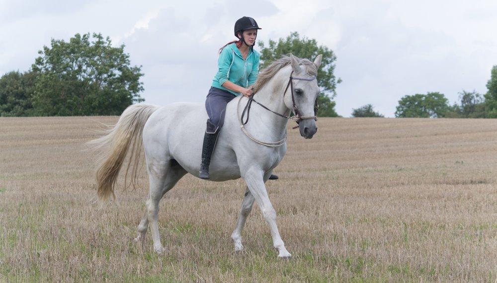 Arabisk fuldblod (OX) Wathana - In your heart, in your mind, I'll stay with you for all of time billede 3