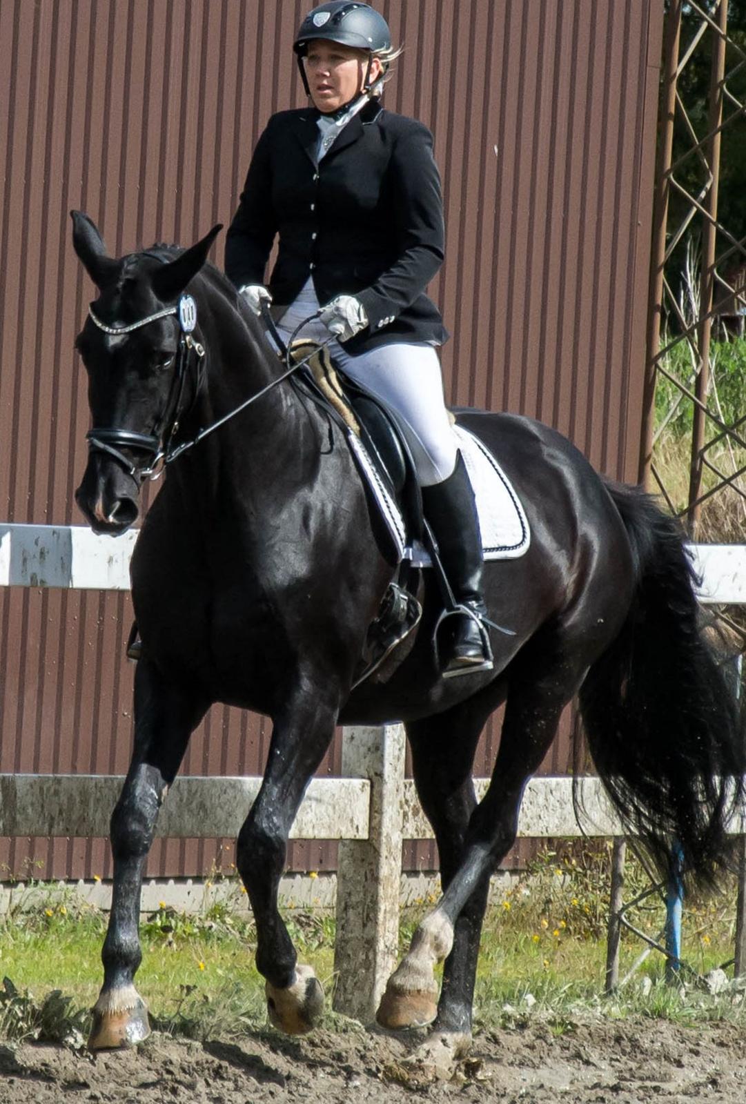 Dansk Varmblod Schaløer billede 12