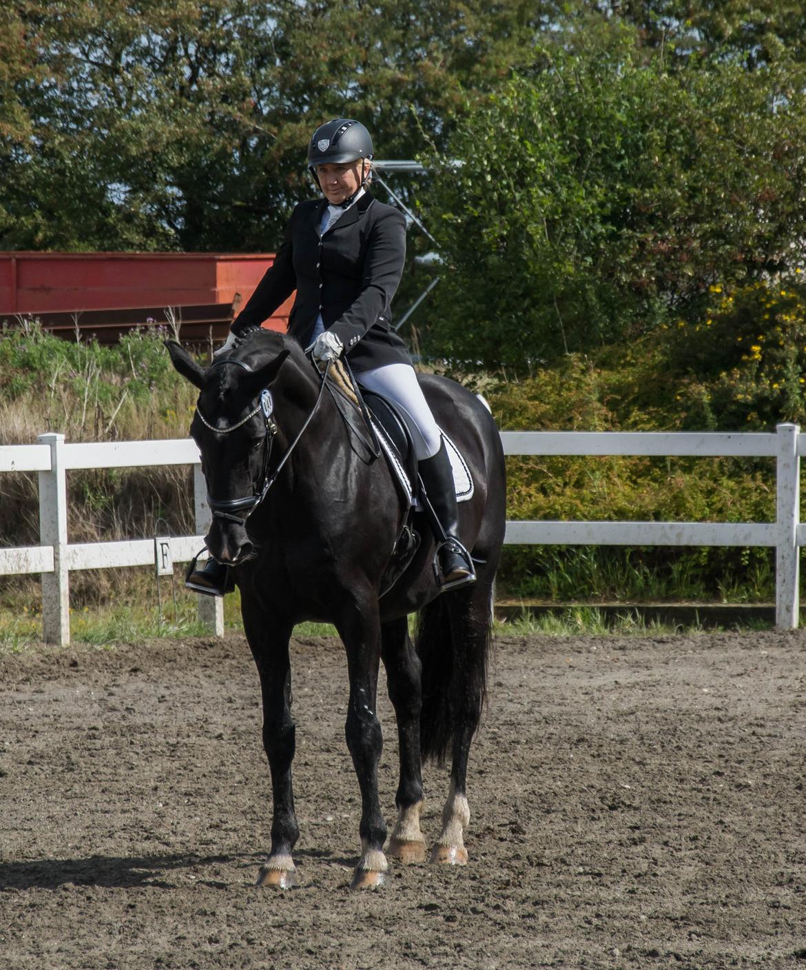 Dansk Varmblod Schaløer billede 15