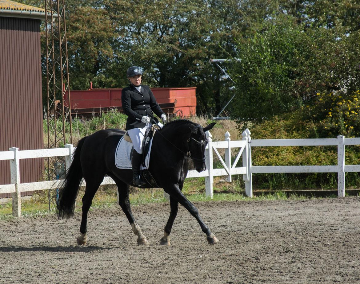 Dansk Varmblod Schaløer billede 16