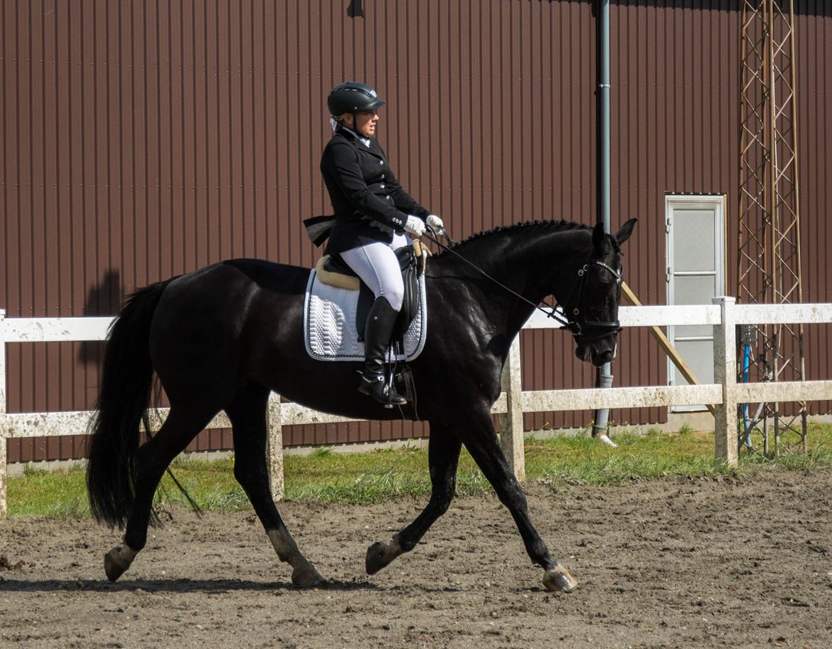 Dansk Varmblod Schaløer billede 17