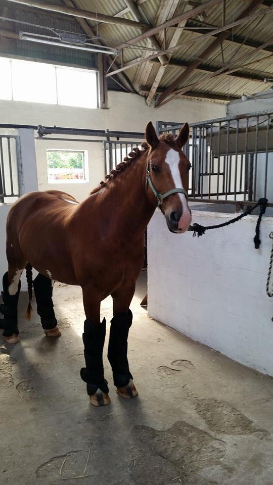 Irsk Sportspony Mr. Derwin <3 billede 16