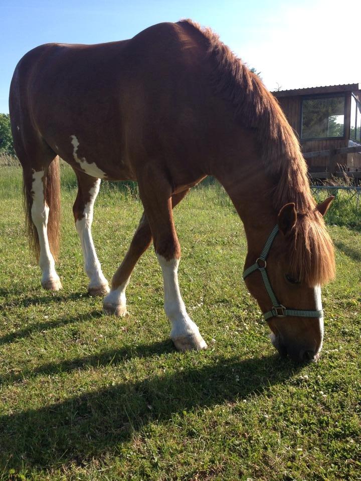 Irsk Sportspony Mr. Derwin <3 billede 5