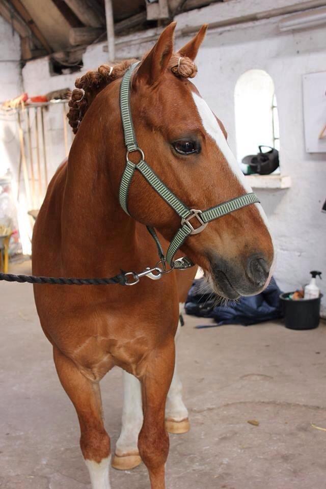 Irsk Sportspony Mr. Derwin <3 - Velkommen til min skønne pony! billede 8