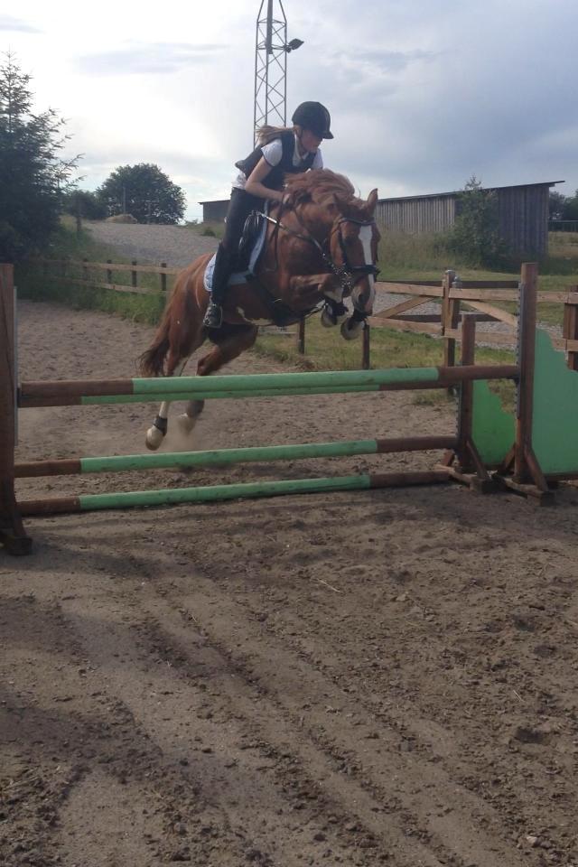 Irsk Sportspony Mr. Derwin <3 billede 12