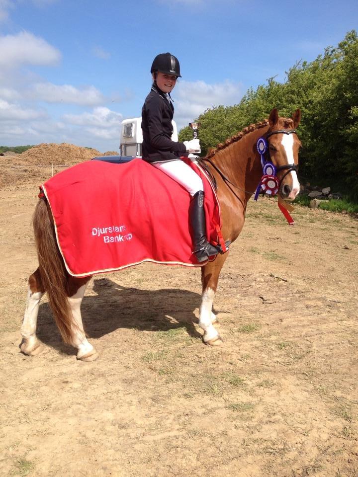 Irsk Sportspony Mr. Derwin <3 - Vinder af LC Djursland Bankcup i Sabro <3 billede 11