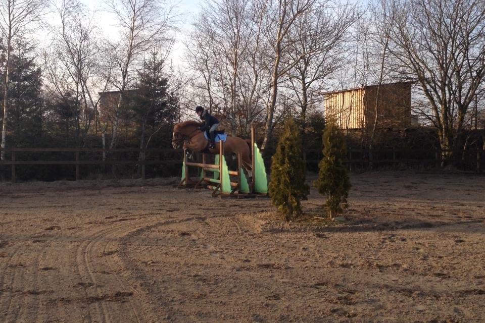 Irsk Sportspony Mr. Derwin <3 billede 18