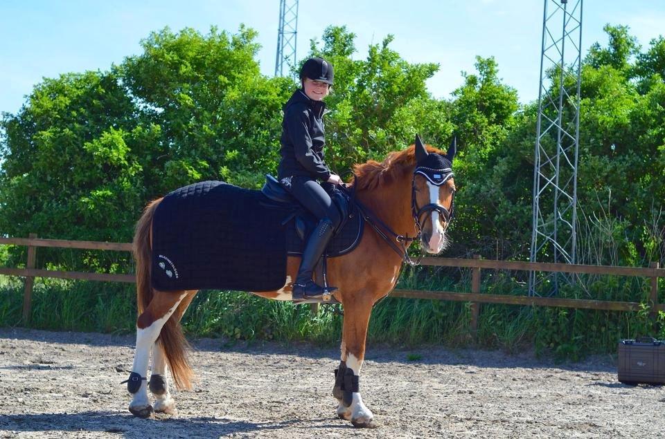 Irsk Sportspony Mr. Derwin <3 billede 10