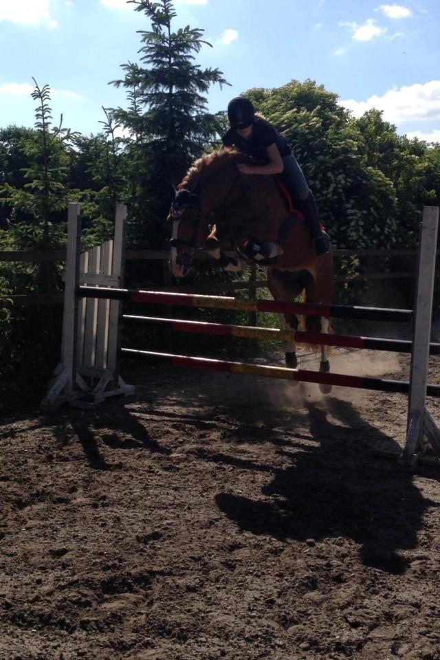 Irsk Sportspony Mr. Derwin <3 - Derwin og jeg over 110!<3 billede 19