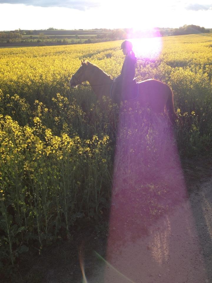 Irsk Sportspony Mr. Derwin <3 - Sommer 2014 <3 billede 15