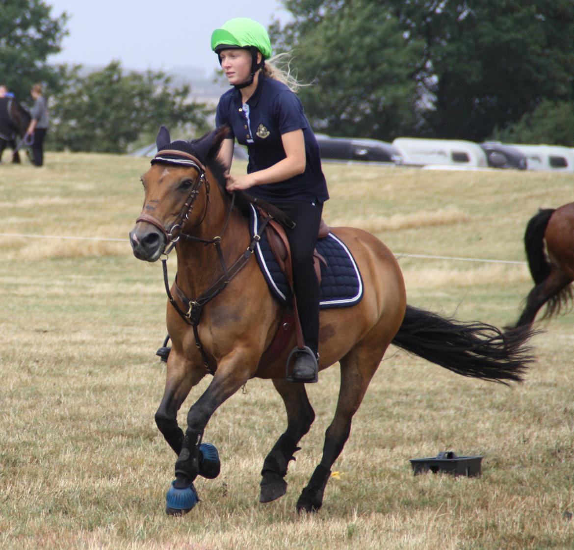 Hollandsk Sportspony Jasmijn billede 27