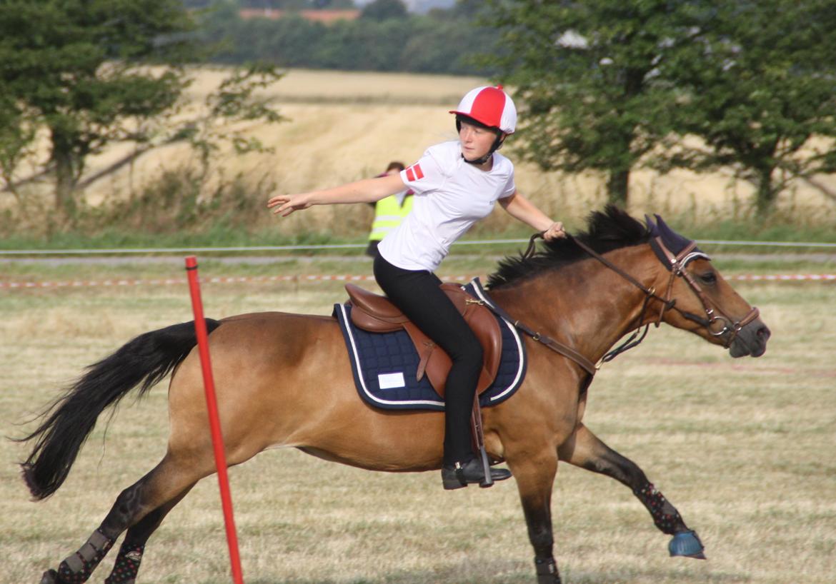 Hollandsk Sportspony Jasmijn billede 38