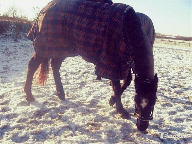 Welsh Pony af Cob-type (sec C) klarisa søblink - Billede fra tidligere ejer! : D billede 19