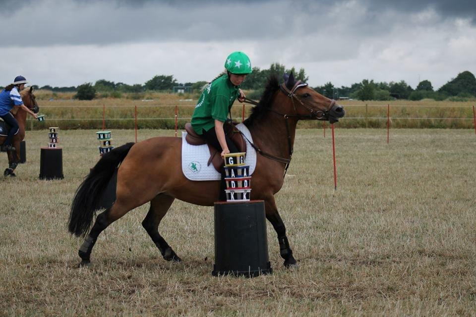 Hollandsk Sportspony Jasmijn billede 20
