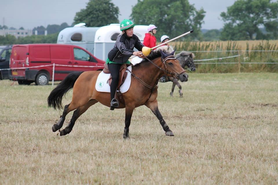 Hollandsk Sportspony Jasmijn billede 39