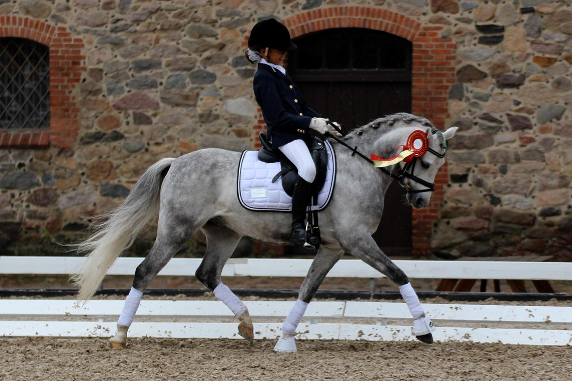Welsh Pony (sec B) Clausholm Lord Joker Danmarksmester kat III 2015 billede 4