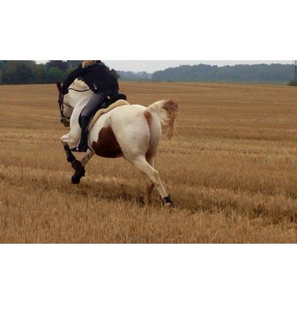 Pinto Camelot billede 19