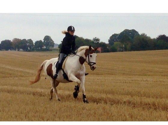 Pinto Camelot billede 20