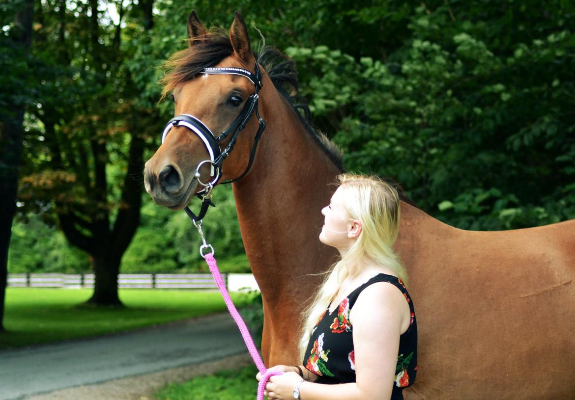 Dansk Varmblod Fiona By West - @HaugePhoto billede 6