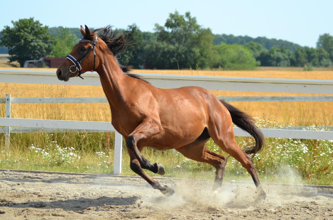 Dansk Varmblod Fiona By West - @HaugePhoto billede 14