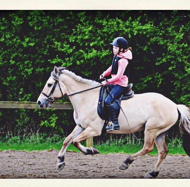 Fjordhest Alfa A guren (rideskole hest) - mig og alfa's side. bare gik med :D billede 1