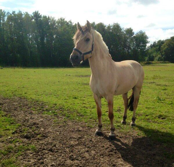 Fjordhest Alfa A guren (rideskole hest) - min lille model på folden:) billede 2