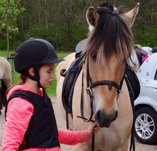 Fjordhest Alfa A guren (rideskole hest) - efter spring<3 billede 3