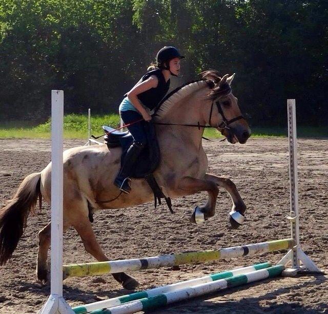Fjordhest Alfa A guren (rideskole hest) - ingen over, alle under billede 4