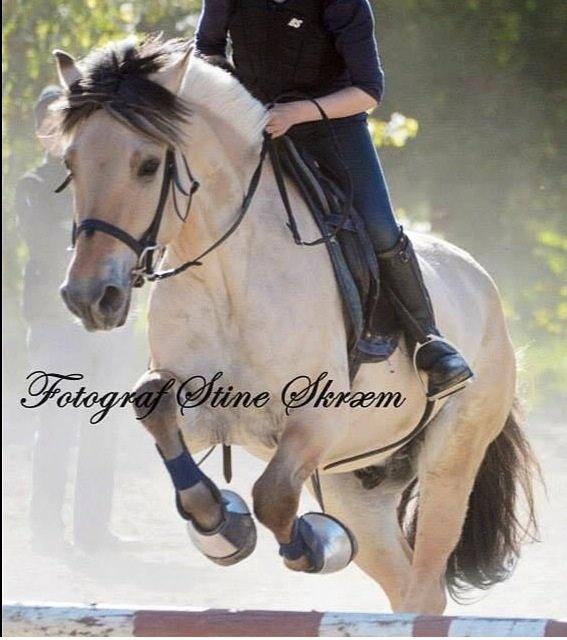 Fjordhest Alfa A guren (rideskole hest) - os to gennem alt!!!<3<3<3 billede 5