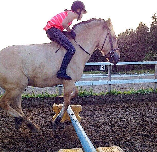 Fjordhest Alfa A guren (rideskole hest) - uden sadel:)  billede 6