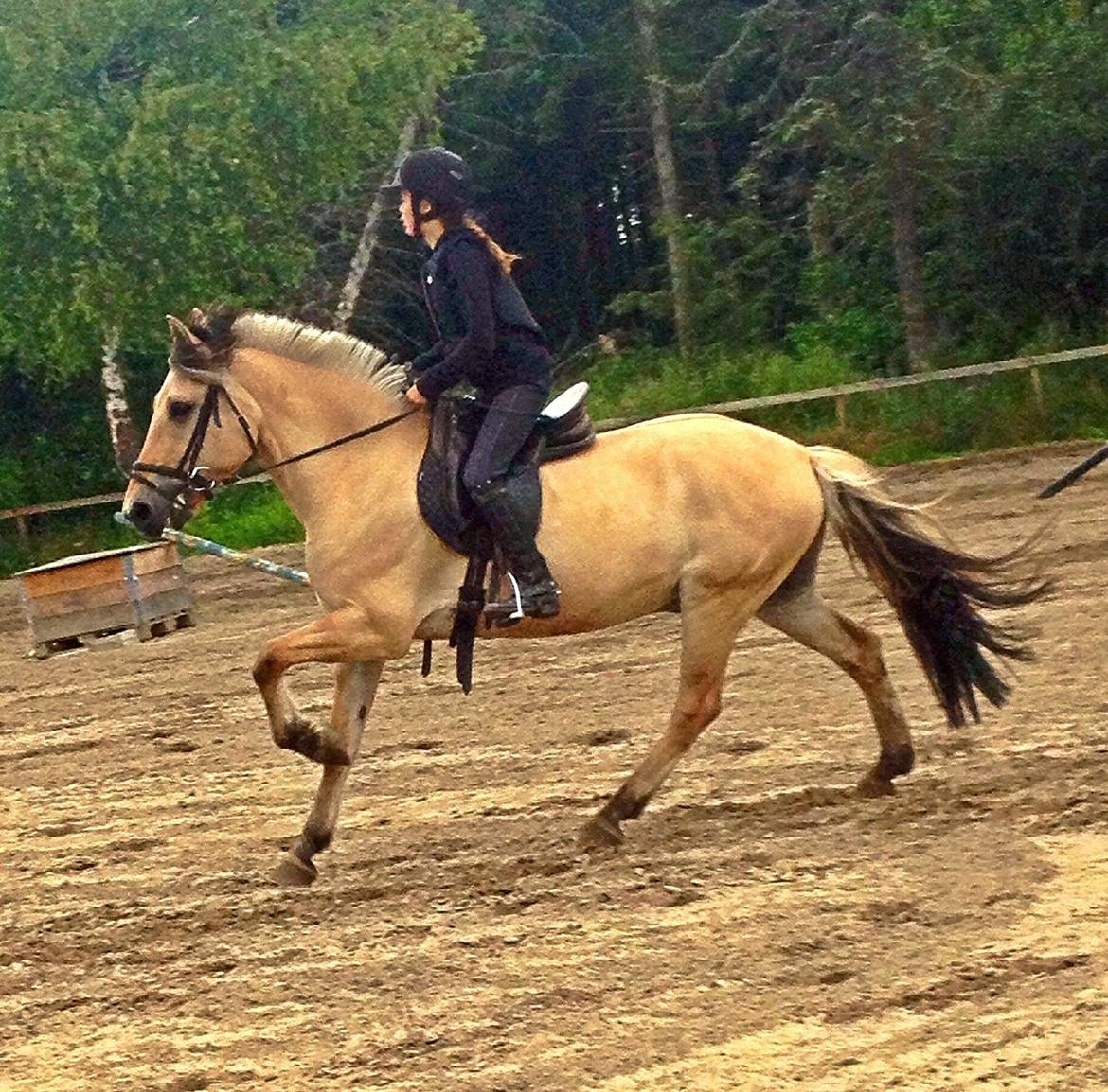 Fjordhest Alfa A guren (rideskole hest) - min dejlige dreng<3 billede 7