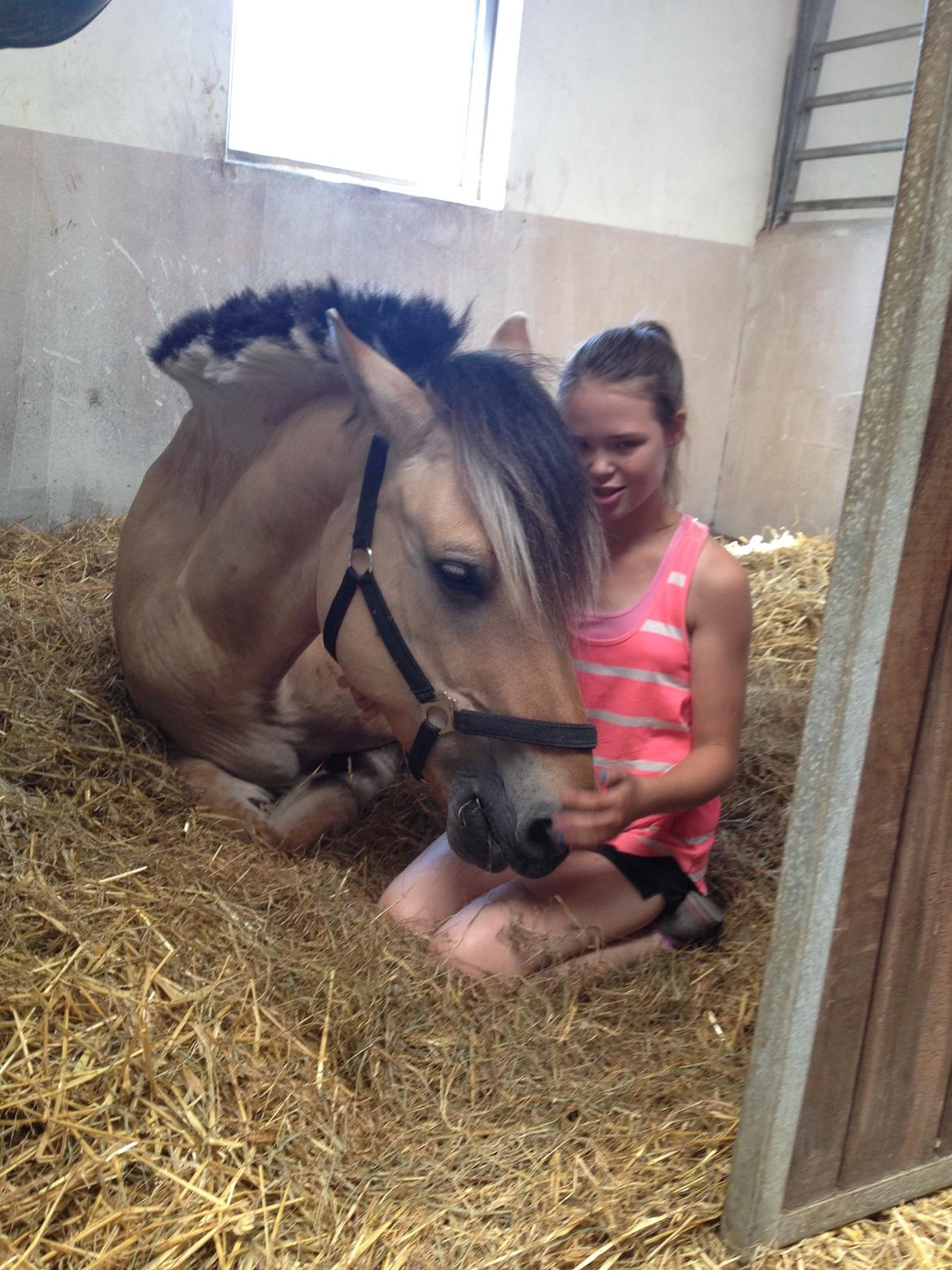 Fjordhest Alfa A guren (rideskole hest) - hygger :D billede 8