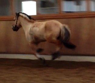 Fjordhest Alfa A guren (rideskole hest) - fri i ridehuset<3 billede 9