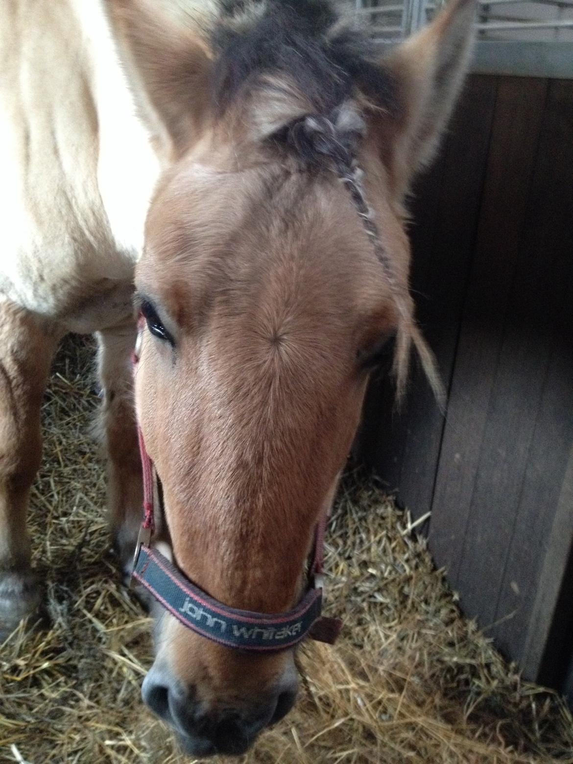 Fjordhest Alfa A guren (rideskole hest) - my unicorn:) billede 10