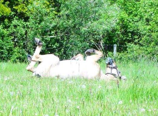 Fjordhest Alfa A guren (rideskole hest) - nede og rulle<3<3<3 billede 11