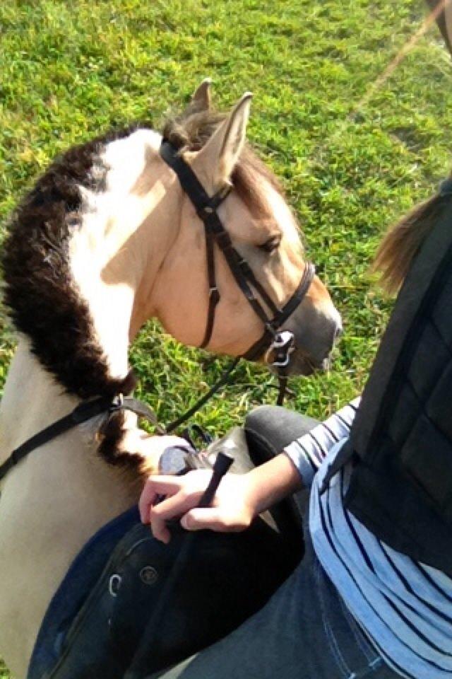 Fjordhest Alfa A guren (rideskole hest) - skriter en tur i skoven efter spring :D billede 12