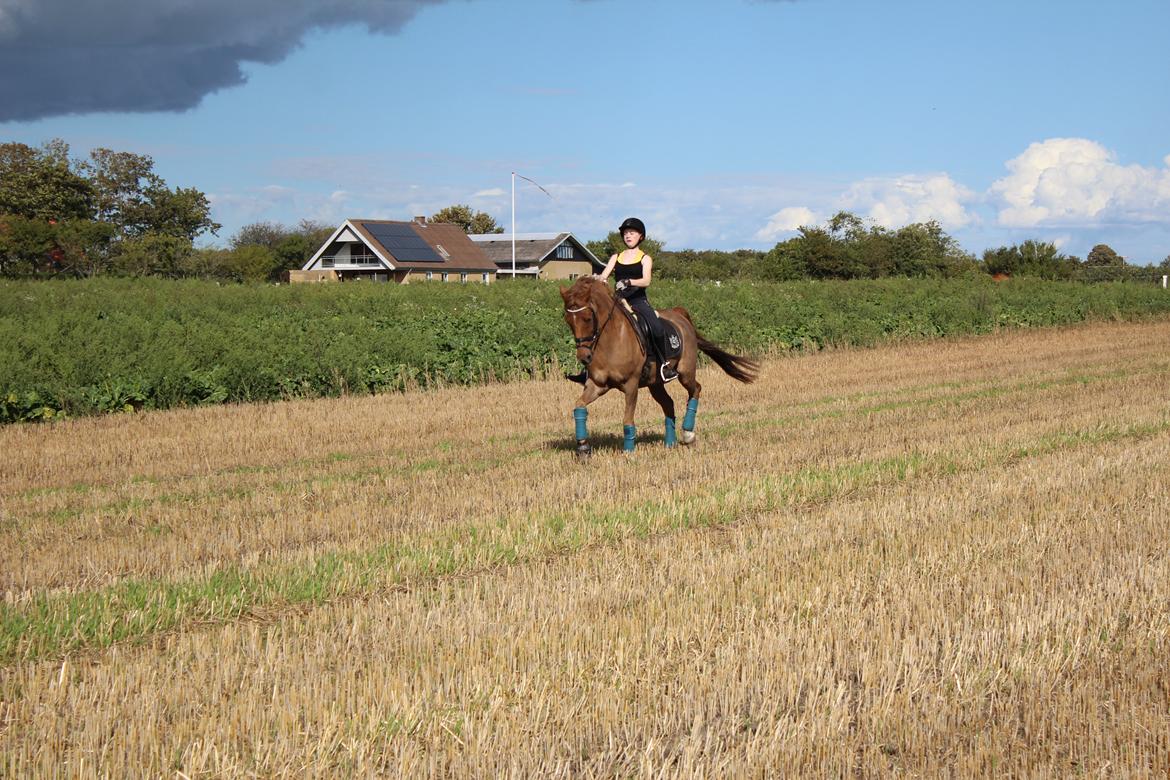 DSP Tovdal's Balooca billede 6