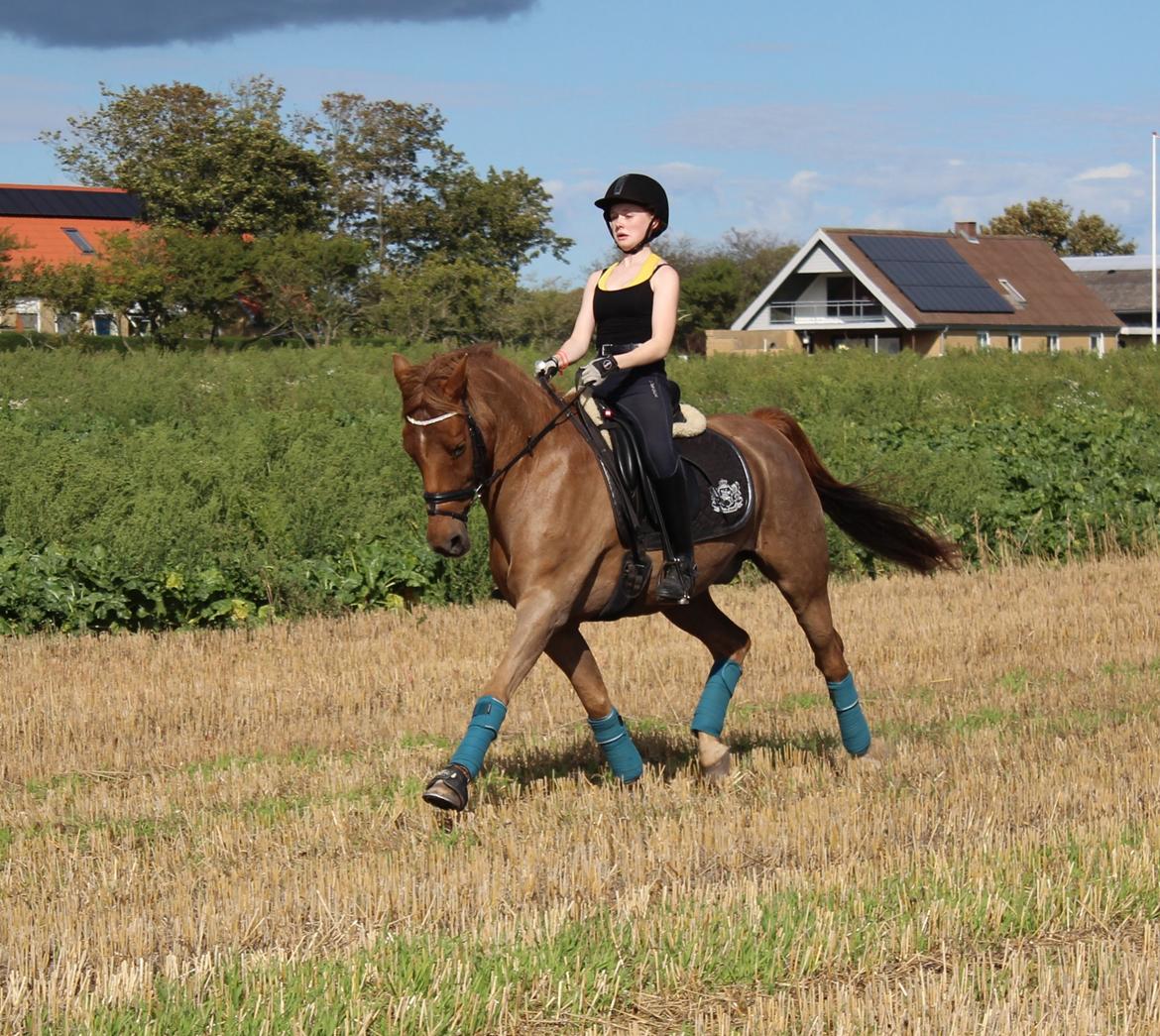 DSP Tovdal's Balooca billede 1