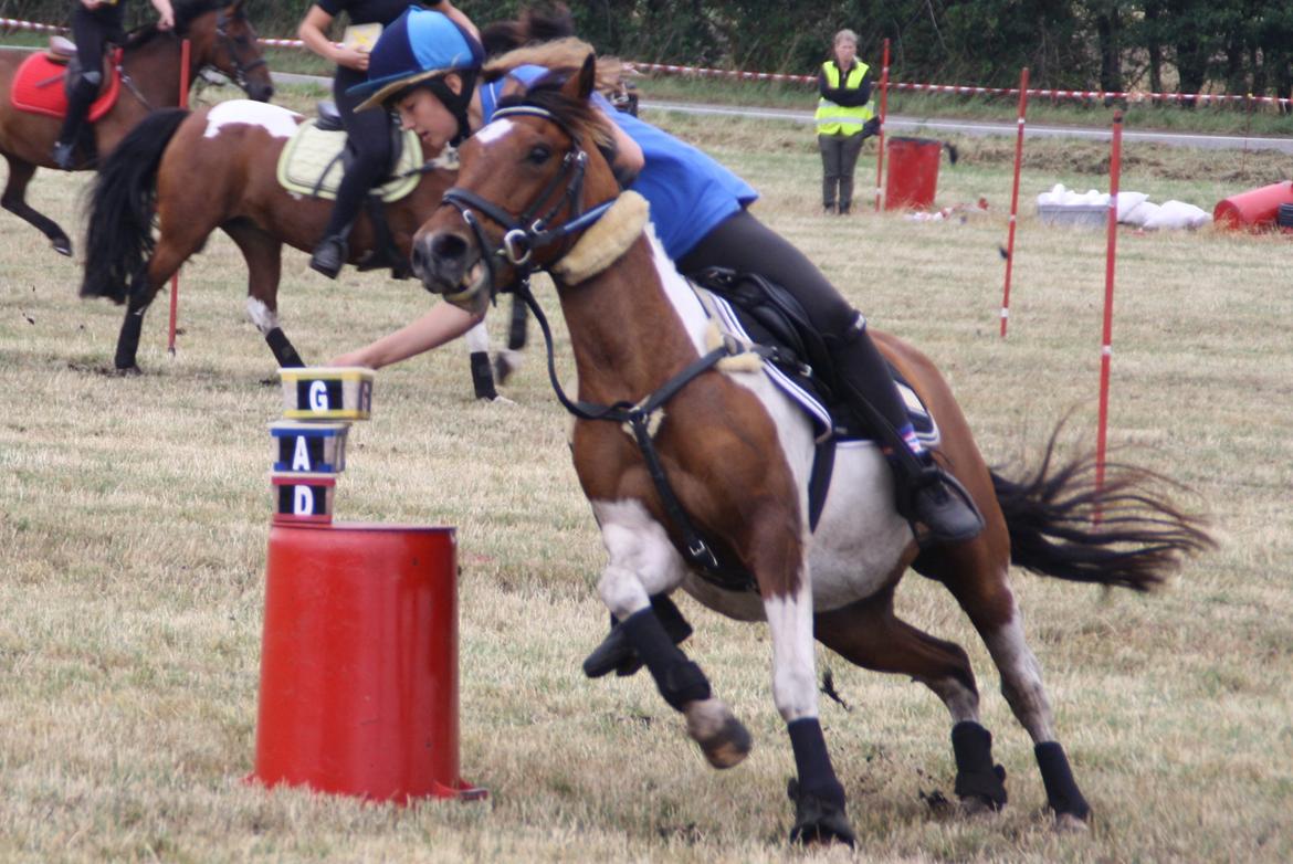 Anden særlig race Mille billede 28