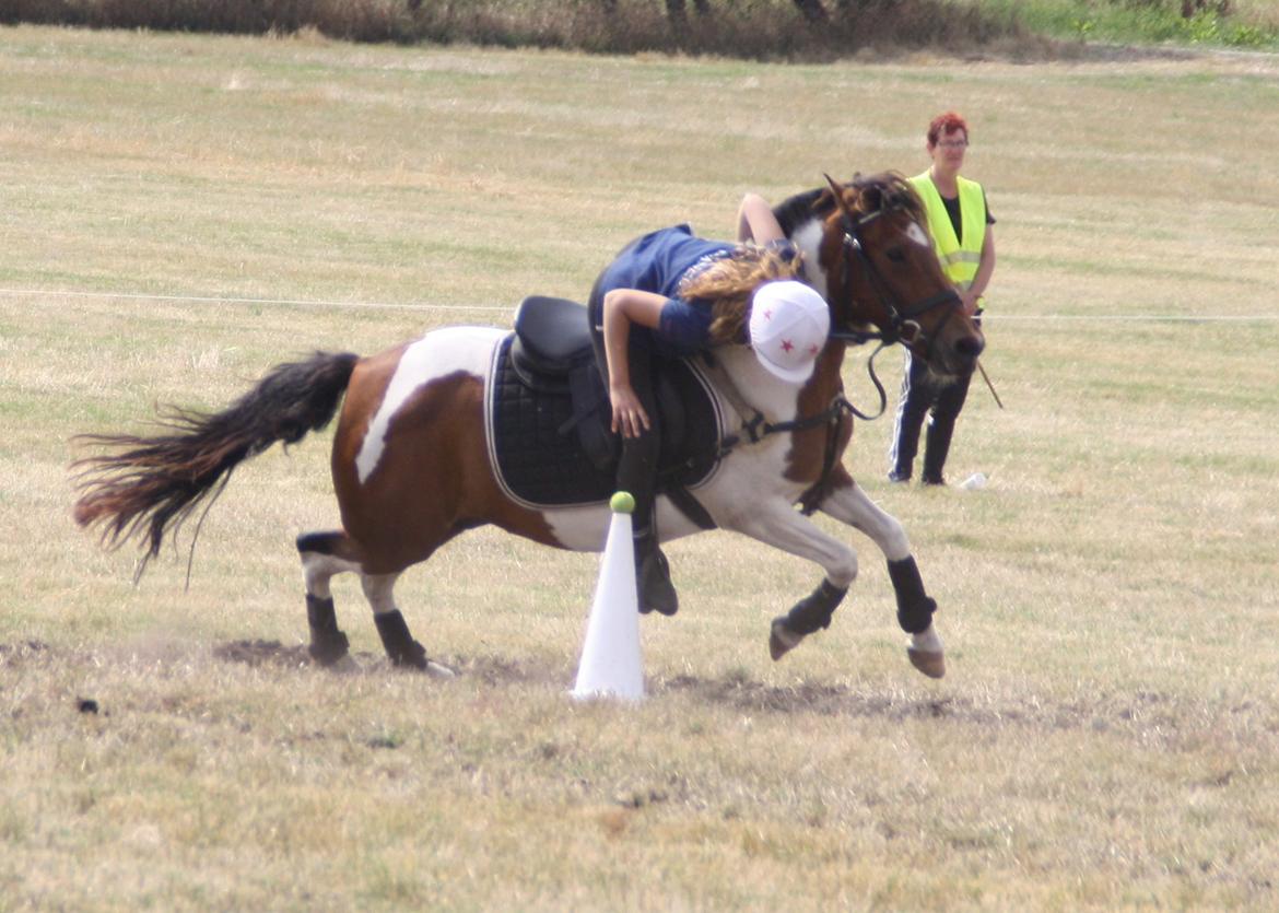 Anden særlig race Mille billede 17