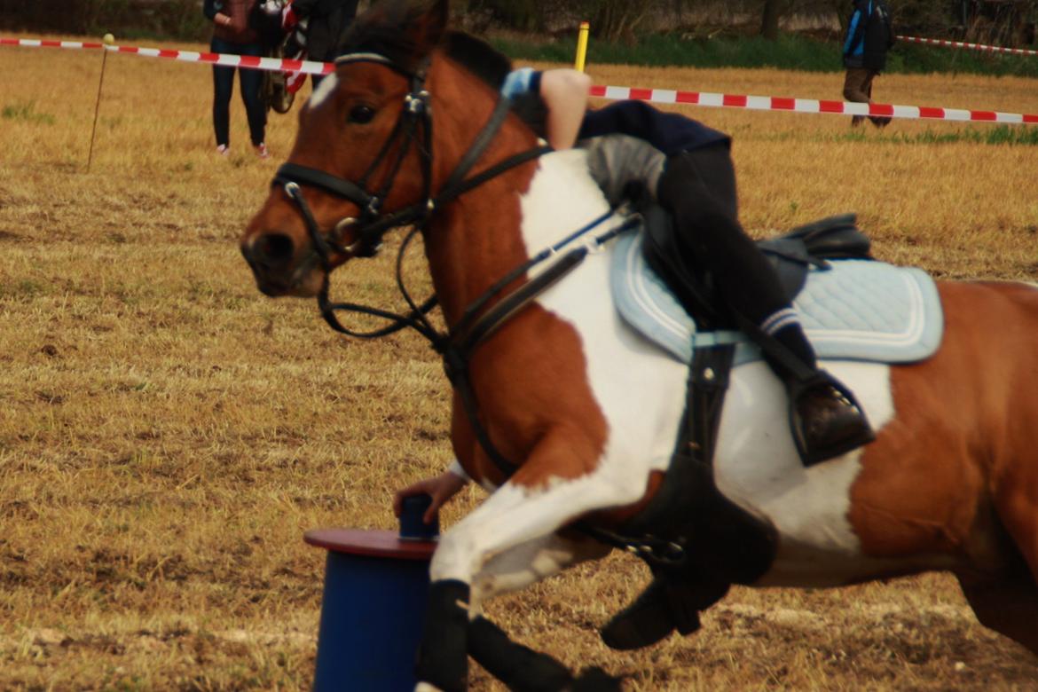 Anden særlig race Mille billede 21