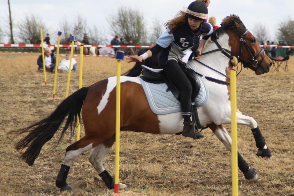 Anden særlig race Mille billede 30